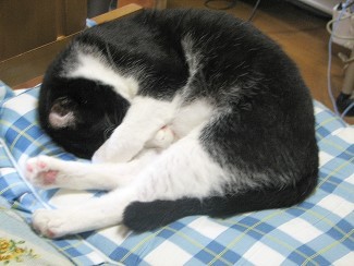 ぼくもです ぼくもです
